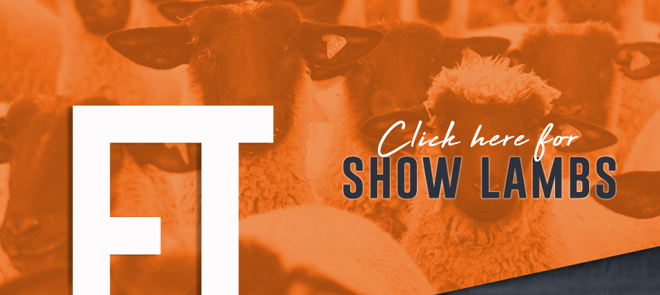 ET Livestock Show Lambs