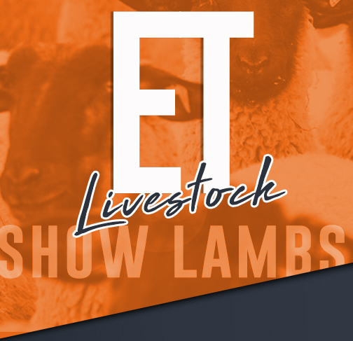 ET Livestock - Show Lambs
