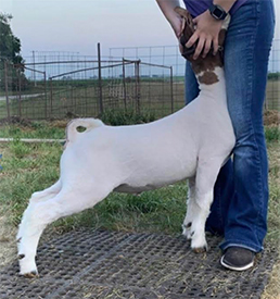 ET Livestock Winners