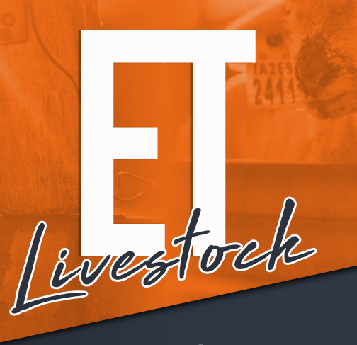 ET Livestock - Show Lambs