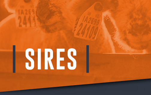 Sires