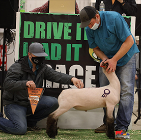 ET Livestock Winners