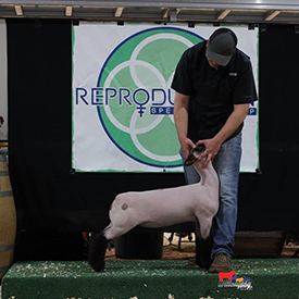 ET Livestock Winners